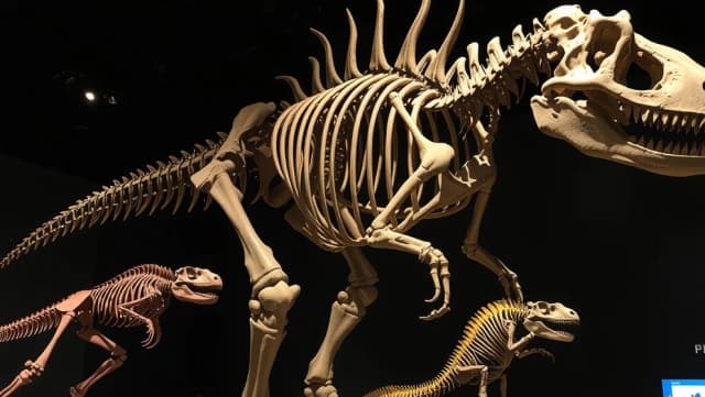 Dinosaurier förändrade synen på evolutionen